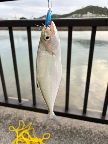 イケカツオの釣果