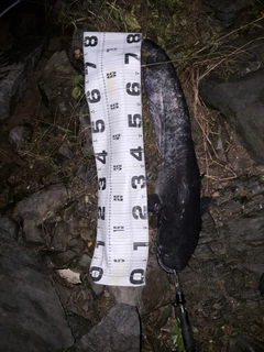 ビワコオオナマズの釣果