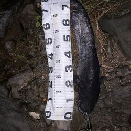 ビワコオオナマズ