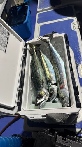 静岡県東部