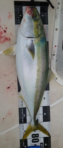 ブリの釣果