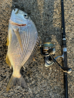 ヘダイの釣果