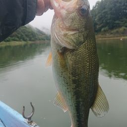 ラージマウスバス