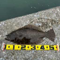 ヒラメ