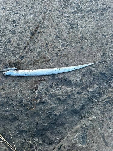 タチウオの釣果