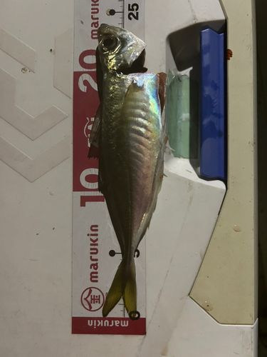 玄界灘