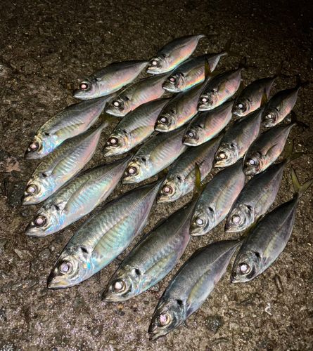 アジの釣果