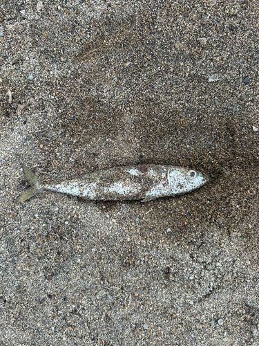 サバの釣果