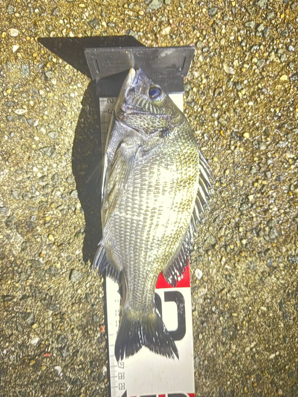 DAIWA 20トーナメント ISO AGS 1.5-53・Rの最安値・インプレ・釣果