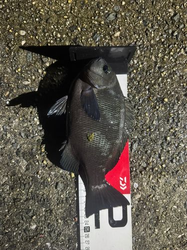 クチブトグレの釣果