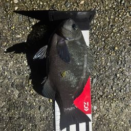 クチブトグレ
