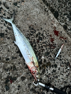 サゴシの釣果