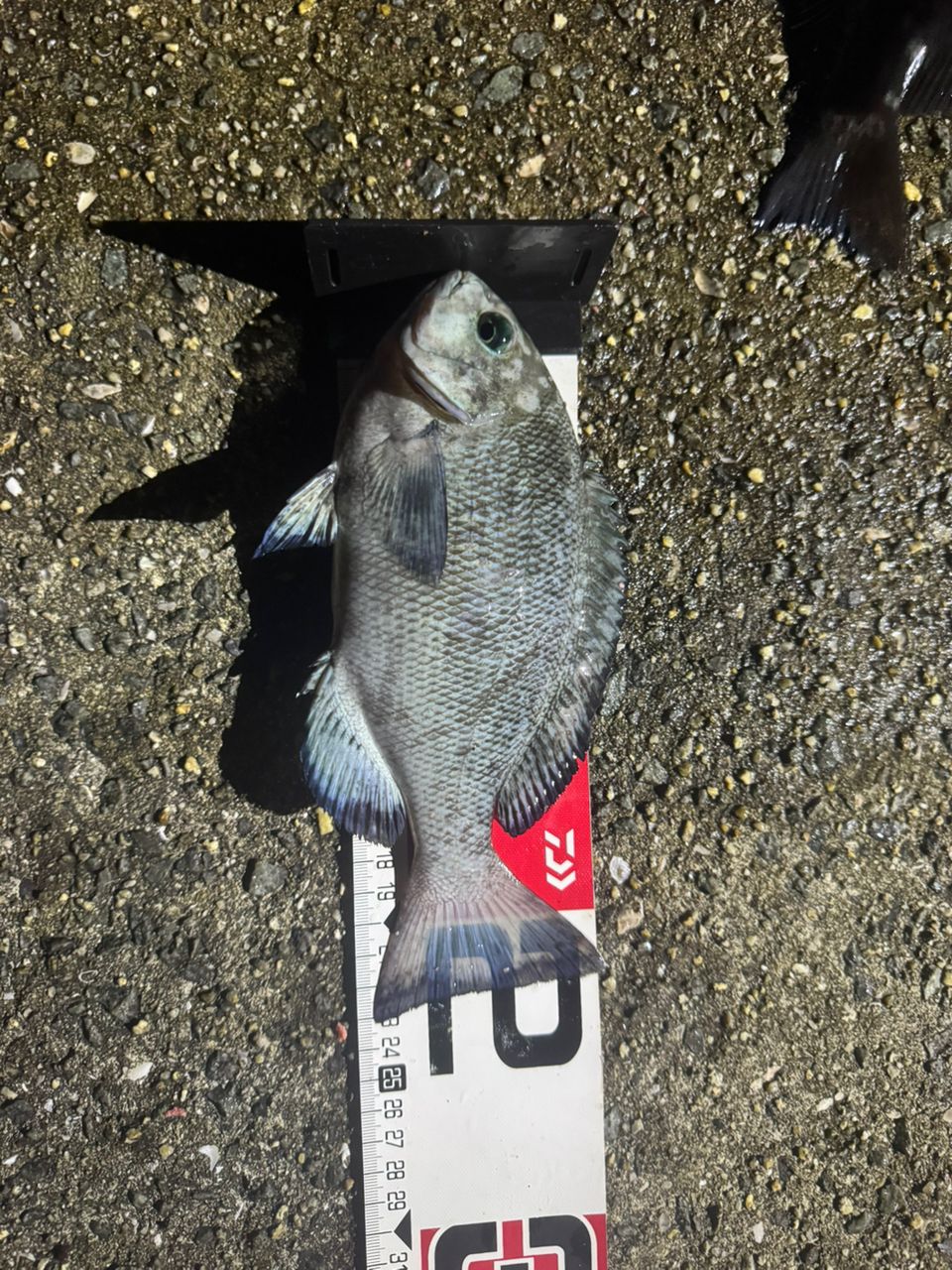 DAIWA 20トーナメント ISO AGS 1.5-53・Rの最安値・インプレ・釣果