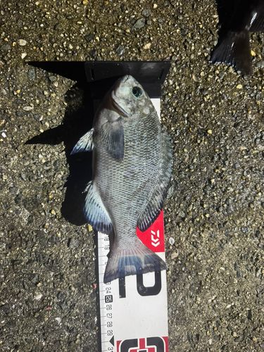 クチブトグレの釣果