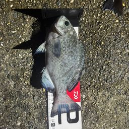クチブトグレ