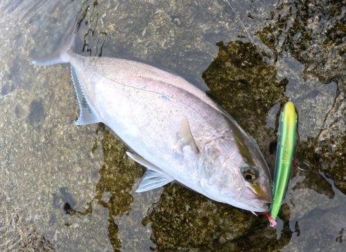 ショゴの釣果
