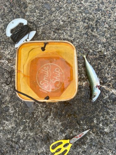 サバの釣果