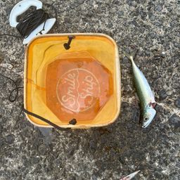 サバ