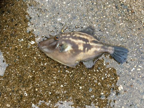 ウマヅラハギの釣果