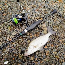 セイゴ（ヒラスズキ）