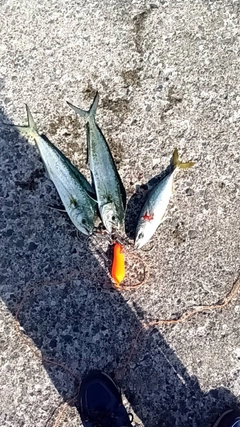シイラの釣果