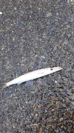 カマスの釣果