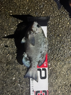 クチブトグレの釣果