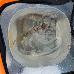 カワハギ