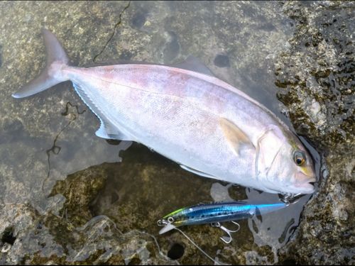 ショゴの釣果