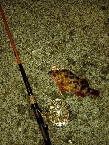 チャリコの釣果