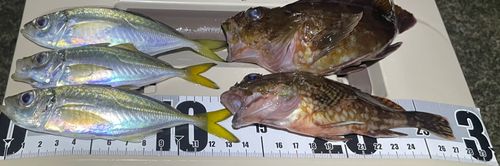 マアジの釣果