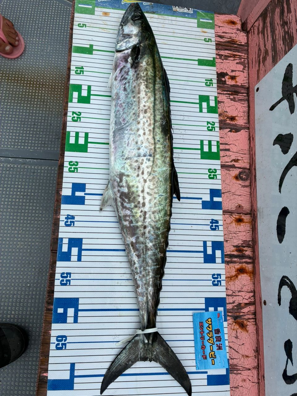 赤神のサンクスさんの釣果 1枚目の画像