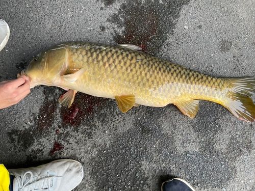 コイの釣果