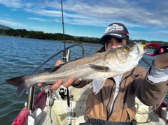 セイゴ（マルスズキ）の釣果