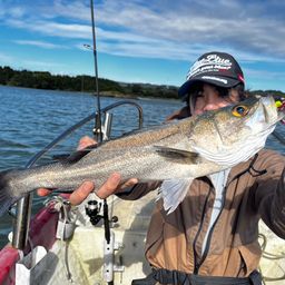 セイゴ(マルスズキ)