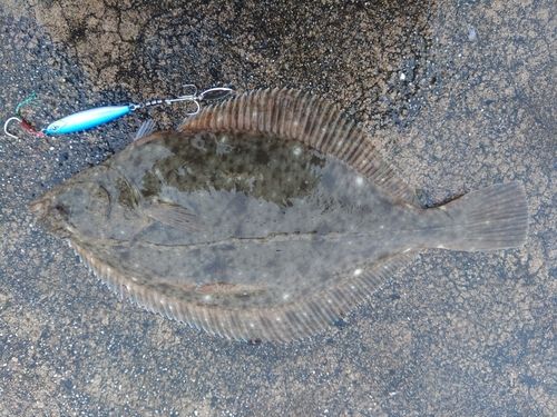 イシガレイの釣果