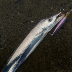 タチウオの釣果