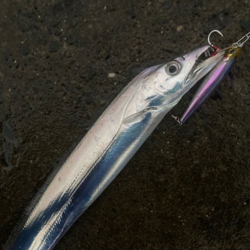 タチウオの釣果