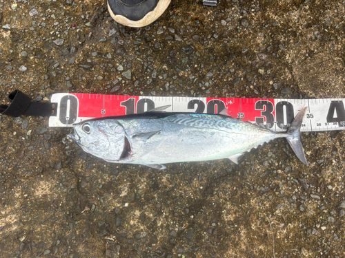 ソウダガツオの釣果
