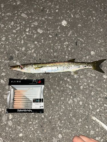 カマスの釣果