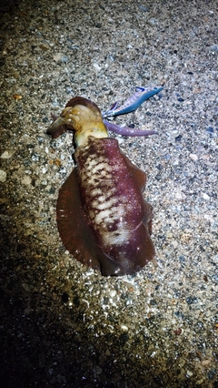 アオリイカの釣果