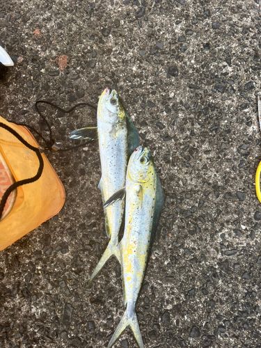 シイラの釣果