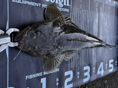 マゴチの釣果