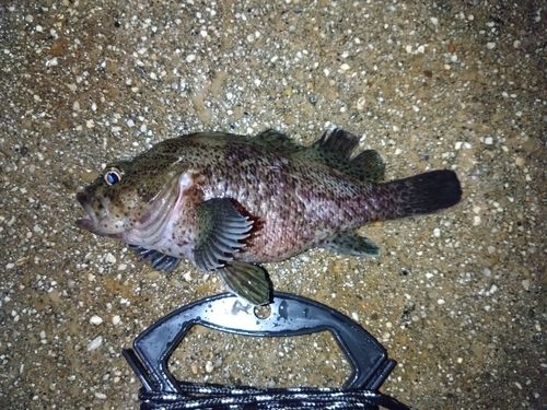 ムラソイの釣果