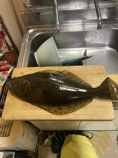 ヒラメの釣果