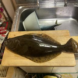 ヒラメ