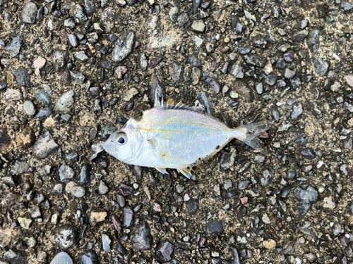 ヒイラギの釣果