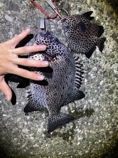 イシガキイシダイの釣果