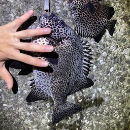 イシガキイシダイ