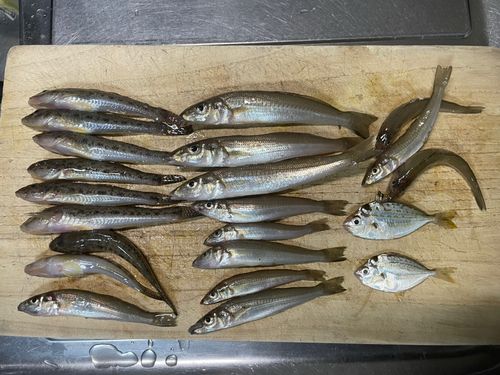 ハゼの釣果